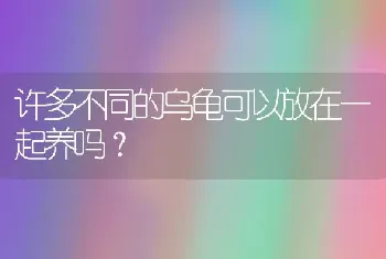 许多不同的乌龟可以放在一起养吗？