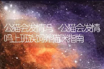 公猫会发情吗，公猫会发情吗上班族饲养猫咪指南