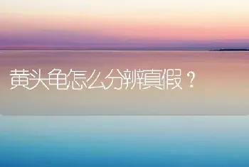 蛋龟能忍受多少度的高温？