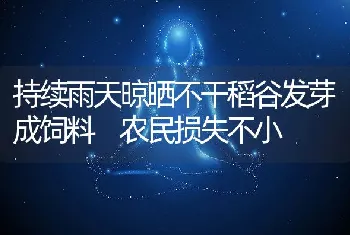 持续雨天晾晒不干稻谷发芽成饲料农民损失不小