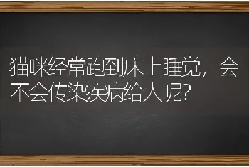 猫咪经常跑到床上睡觉，会不会传染疾病给人呢？