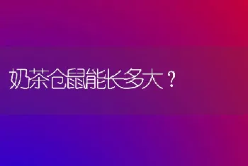 奶茶仓鼠能长多大？