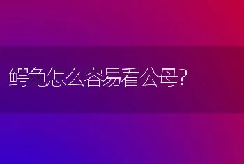 鳄龟怎么容易看公母？