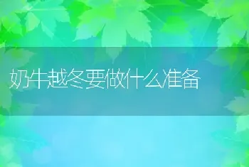 奶牛越冬要做什么准备