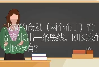 我家的仓鼠（两个布丁）背部都长出一条黑线，刚买来的时候没有？