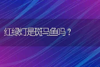 红绿灯是斑马鱼吗？