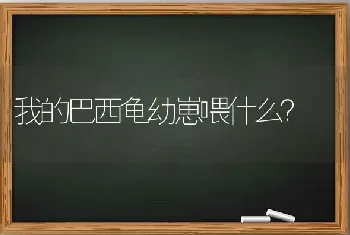 我的巴西龟幼崽喂什么？