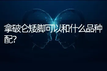 兔和猫象征什么？