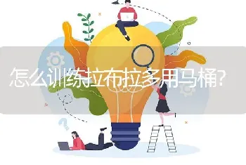 怎么训练拉布拉多用马桶？