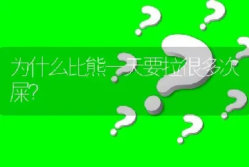 为什么比熊一天要拉很多次屎？