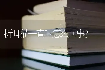 折耳猫一直叫怎么回事？