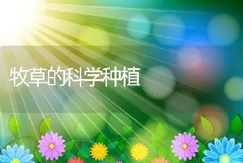 牧草的科学种植