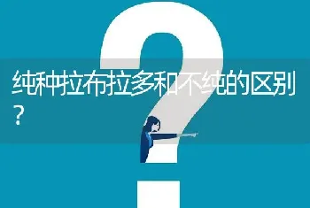 纯种拉布拉多和不纯的区别？