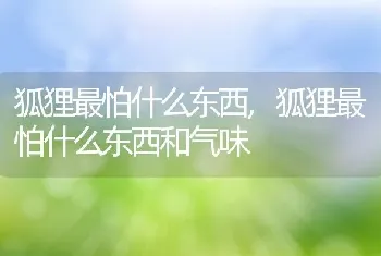 狐狸最怕什么东西，狐狸最怕什么东西和气味