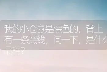 我的小仓鼠是棕色的，背上有一条黑线，问一下，是什么品种？