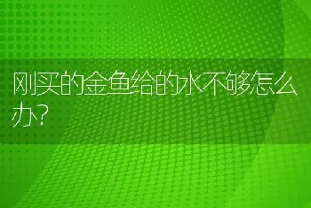 刚买的金鱼给的水不够怎么办？