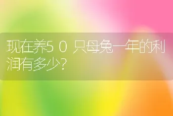 现在养50只母兔一年的利润有多少？