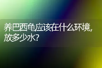 养巴西龟应该在什么环境，放多少水？