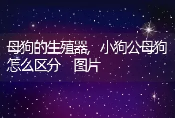 母狗的生殖器，小狗公母狗怎么区分 图片