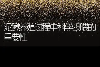 泥鳅养殖过程中科学投喂的重要性