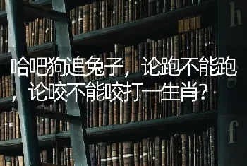 哈吧狗追兔子，论跑不能跑，论咬不能咬打一生肖？