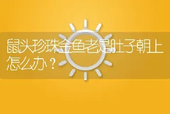 鼠头珍珠金鱼老是肚子朝上怎么办？