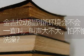 金吉拉幼猫到新环境会不会一直叫，叫声大不大，怕不怕洗澡？