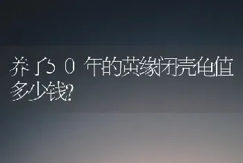 养了50年的黄缘闭壳龟值多少钱？