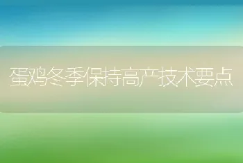 蛋鸡冬季保持高产技术要点