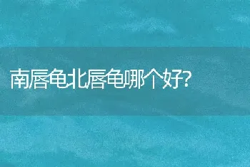 南唇龟北唇龟哪个好？