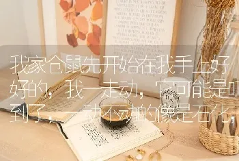 我家仓鼠先开始在我手上好好的，我一走动，它可能是吓到了，一动不动的像是石化，当时我不知道它会发呆？