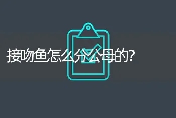 接吻鱼怎么分公母的？