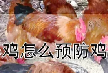 养鸡怎么预防鸡瘟