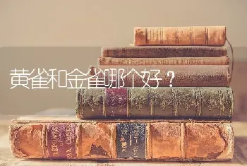 黄雀和金雀哪个好？