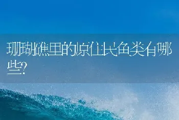 珊瑚礁里的原住民鱼类有哪些？