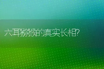 六耳猕猴的真实长相？