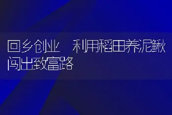 回乡创业 利用稻田养泥鳅闯出致富路