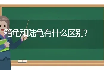 箱龟和陆龟有什么区别？