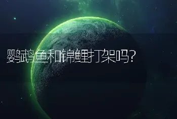 鹦鹉鱼和锦鲤打架吗？