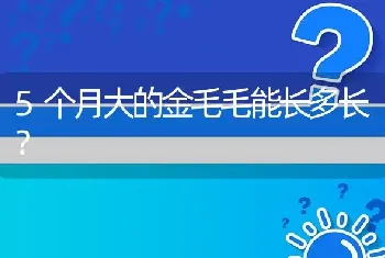 5个月大的金毛毛能长多长？