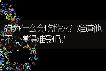 狗为什么会吃撑死?难道他不会撑得难受吗？