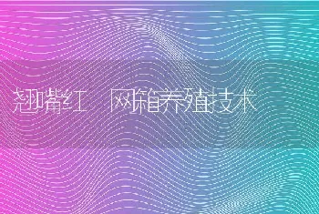 翘嘴红鮊网箱养殖技术