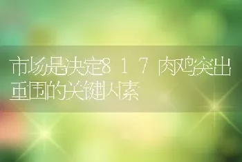 市场是决定817肉鸡突出重围的关键因素