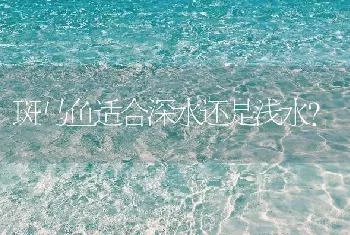 斑马鱼适合深水还是浅水？