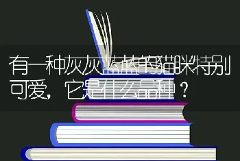 有一种灰灰蓝蓝的猫眯特别可爱，它是什么品种？