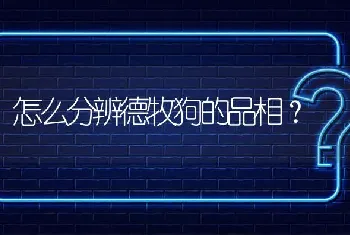 怎么分辨德牧狗的品相？