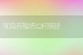 鸵鸟养殖场如何搭建