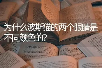 为什么波斯猫的两个眼睛是不同颜色的？