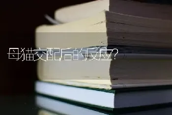 给狗赔礼道歉违背什么原则