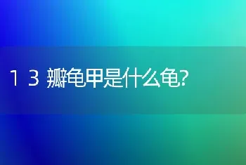 13瓣龟甲是什么龟？